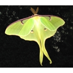 American Moon Moth Actias luna 15 eggs or 10 larvae